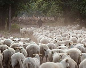Verblijf 430431 - Chalet Noordoost Brabant - Chalet in Schaijk