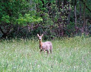 Guest house 430518 - Holiday property Noordoost Brabant - Vakantiehuis in Overloon