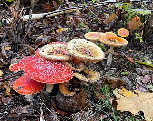 Guest house 430518 - Holiday property Noordoost Brabant - Vakantiehuis in Overloon