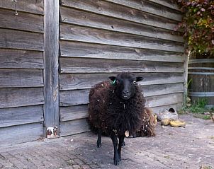 Schapen bij Vakantiehuisje in Oeffelt, Noordoost Brabant, geven een landelijke sfeer.