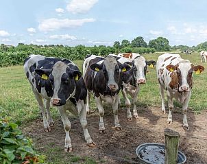 Koeien bij het hek van Huisje in Oeffelt, vakantiehuis in Oeffelt, Noord Brabant.
