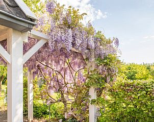 Bloeiende blauwe regen bij Huisje in Oeffelt, vakantiehuis in Noordoost Brabant.