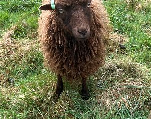 Bruin schaap geniet van de natuur bij Huisje in Oeffelt, vakantiehuis in Oeffelt.