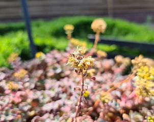 Guest house 432308 - Holiday property Noordoost Brabant - Huisje in Elsendorp