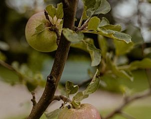 Unterkunft 432405 - Ferienhaus Noordoost Brabant - Vakantiehuisje in Boekel