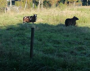Unterkunft 432406 - Ferienhaus Noordoost Brabant - Vakantiehuis in Boekel