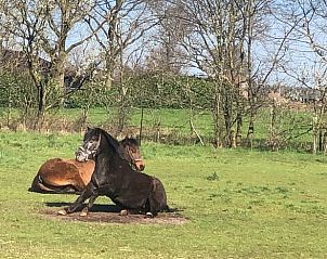 Guest house 432904 - Holiday property Noordoost Brabant - Vakantiehuis in Wilbertoord