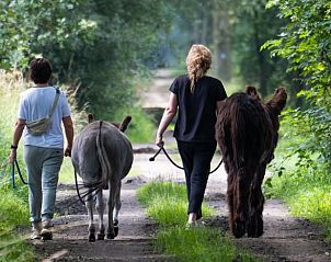 Ontspannen wandeling met ezels in de buurt van Vakantiehuis in Langenboom, Noord Brabant.