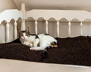 Guest house 433212 - Holiday property Noordoost Brabant - Vakantiehuisje in Langenboom