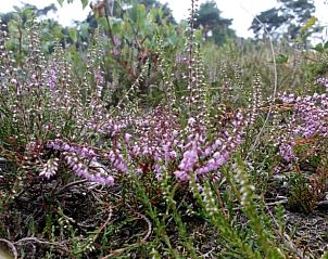 Guest house 433302 - Holiday property Noordoost Brabant - Vakantiehuisje in Nistelrode