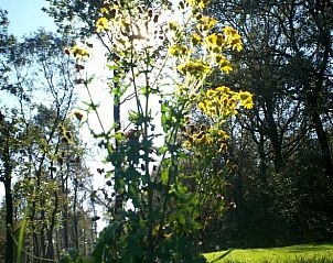 Guest house 433302 - Holiday property Noordoost Brabant - Vakantiehuisje in Nistelrode