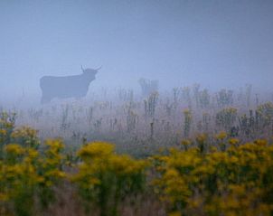 Guest house 433302 - Holiday property Noordoost Brabant - Vakantiehuisje in Nistelrode