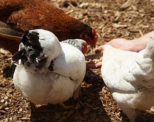 Guest house 433306 - Holiday property Noordoost Brabant - Vakantiehuisje in Nistelrode