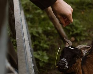 Verblijf 433314 - Vakantiewoning Noordoost Brabant - Huisje in Nistelrode