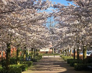 Guest house 433317 - Holiday property Noordoost Brabant - NB206