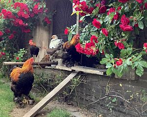 Kippenren met kleurrijke bloemen bij Vakantiehuisje in Escharen, perfect voor dierenliefhebbers.