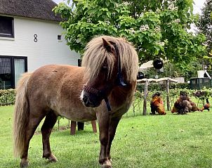 Schattige pony in de tuin van Vakantiehuisje in Escharen, een dierenvriendelijk verblijf in Noord Brabant.