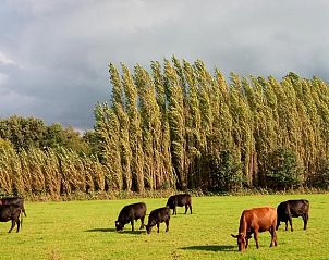 Verblijf 433718 - Vakantiewoning Noordoost Brabant - Vakantiehuisje in Erp
