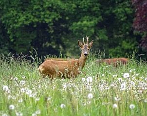Hert in weelderige natuur nabij Vakantiehuis in Haps, Noord-Brabant.