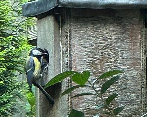 Vogel in nestkastje in de tuin van Vakantiehuis in Haps, Noordoost Brabant.