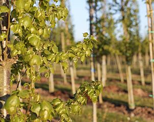 Boomgaard bij Huisje in Beers, vakantiehuis in Beers NB, Noordoost Brabant, met jonge bomen en groene omgeving.