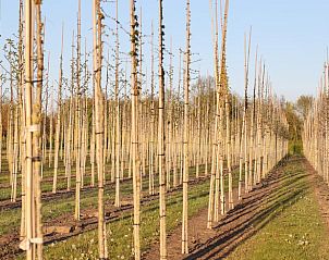 Lange rijen bomen in de omgeving van Huisje in Beers, vakantiehuis in Beers NB, Noordoost Brabant, met een serene sfeer.