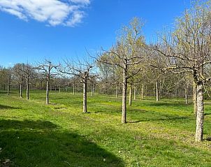 Uitzicht op boomgaard bij Vakantiehuisje in Beers, Noordoost Brabant, perfect voor natuurliefhebbers.