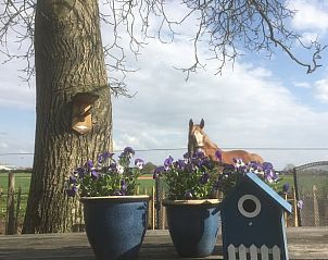 Buitenruimte van Vakantiehuisje in Beugen, Noordoost Brabant, met kleurrijke bloemen en uitzicht op het platteland.