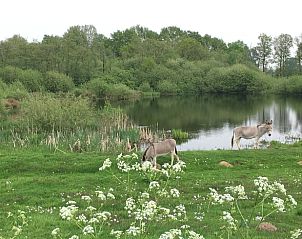 Prachtige natuur rondom Vakantiehuisje in Beugen, Noordoost Brabant, met grazende dieren en serene omgeving.