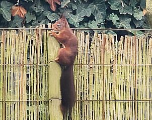 Unterkunft 434922 - Ferienhaus Noordoost Brabant - Vakantiehuisje in Holthees