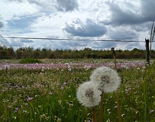 Guest house 435001 - Tent house Noordoost Brabant - Vakantiehuis in Sint-Oedenrode