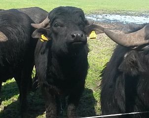 Guest house 435004 - Holiday property Noordoost Brabant - Vakantiehuisje in Sint-Oedenrode