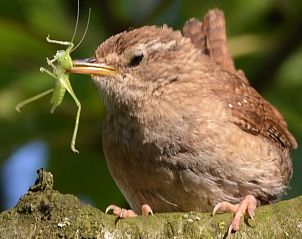 Guest house 435005 - Holiday property Noordoost Brabant - Vakantiehuisje in Sint-Oedenrode