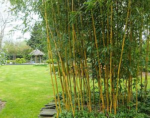 Guest house 435005 - Holiday property Noordoost Brabant - Vakantiehuisje in Sint-Oedenrode