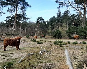 Guest house 435005 - Holiday property Noordoost Brabant - Vakantiehuisje in Sint-Oedenrode