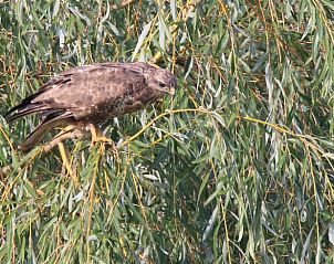 Unterkunft 435011 - Ferienhaus Noordoost Brabant - Vakantiehuis in Sint-Oedenrode