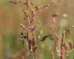 Unterkunft 435011 - Ferienhaus Noordoost Brabant - Vakantiehuis in Sint-Oedenrode