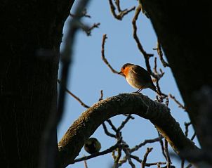 Unterkunft 435011 - Ferienhaus Noordoost Brabant - Vakantiehuis in Sint-Oedenrode
