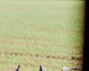 Guest house 435019 - Holiday property Noordoost Brabant - Vakantiehuisje in Sint-Oedenrode