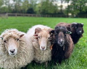 Schapen in de weide bij Vakantiehuis in Reek, Noordoost Brabant, omgeven door natuur.