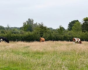 Prachtig uitzicht op weiland met grazende koeien nabij Huisje in Vortum Mullem, vakantiehuis in Noordoost Brabant.