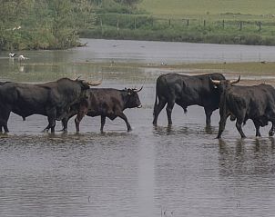 Unterkunft 436802 - Ferienhaus Noordoost Brabant - Huisje in Keent