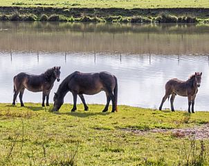 Unterkunft 436802 - Ferienhaus Noordoost Brabant - Huisje in Keent
