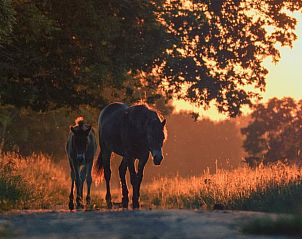 Unterkunft 436802 - Ferienhaus Noordoost Brabant - Huisje in Keent