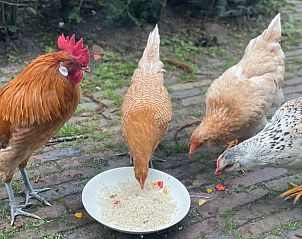 Guest house 440109 - Holiday property West Brabant - Vakantiehuisje in Breda