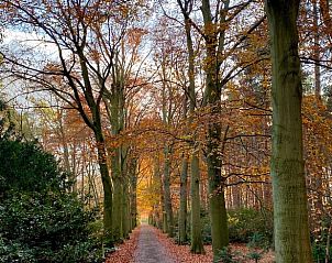 Prachtige herfstbomen langs een pad nabij Vakantiehuis in Bergen op Zoom, West Brabant.