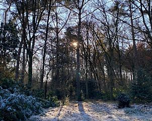 Winterse bosomgeving rondom Vakantiehuis in Bergen op Zoom met besneeuwde bomen.