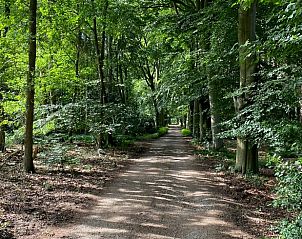 Zomerse bosweg in de buurt van Vakantiehuis in Bergen op Zoom, ideaal voor wandelingen.