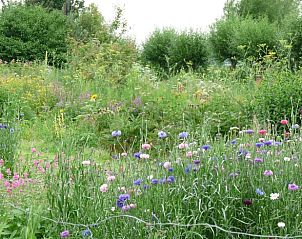 Natuurlijke tuin bij Vakantiehuisje in Waspik, Noord Brabant, met wilde bloemen.