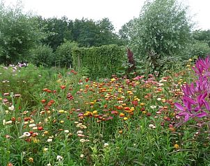 Bloementuin in Vakantiehuisje in Waspik, Noord Brabant, kleurrijke flora in de omgeving.